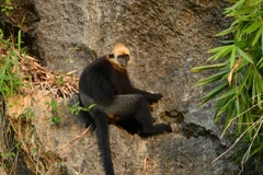 Voọc Cát Bà với đặc trưng là lông tóc trên đầu có màu vàng, tên khoa học là Trachypithecus poliocephalus, là một trong những loài linh trưởng quý hiếm nhất trên thế giới và chỉ được tìm thấy trên đảo Cát Bà, ngoài khơi thành phố Hải Phòng. (Ảnh: Minh Đức/