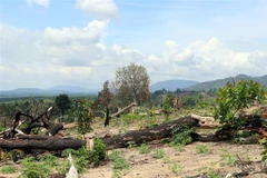 Ảnh minh họa. (Ảnh: Cao Nguyên/TTXVN)