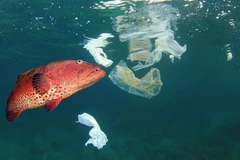 Ảnh minh họa. (Nguồn: newsweek.com)