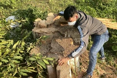 Một gốc cây bằng lăng có đường kính lớn vừa bị chặt hạ thuộc khu vực rừng xã Sơn Hội, huyện Sơn Hòa (Phú Yên). (Ảnh: Tường Quân/TTXVN)