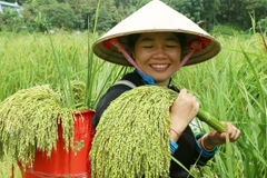 Niềm vui của người nông dân khi được mùa. (Ảnh: Quốc Khánh/TTXVN)