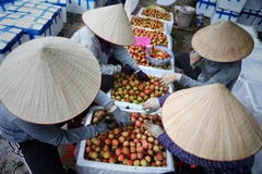 Một điểm thu mua và sơ chế vải sớm tại xã Phượng Sơn, huyện Lục Ngạn (Bắc Giang). (Ảnh: Danh Lam/TTXVN)