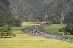 Dòng Ngô Đồng vàng rực đón du khách trong và ngoài nước về tham quan Tam Cốc-Bích Động (Ninh Bình). (Ảnh: Minh Đức/TTXVN)