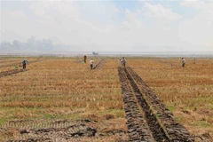 Ảnh minh họa. (Ảnh: Thanh Hòa/TTXVN)