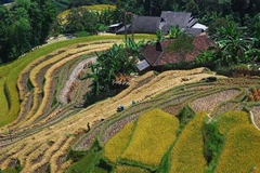 Hoàng Su Phì (Hà Giang) được nhắc đến với ruộng bậc thang đẹp bậc nhất Việt Nam với màu vàng phủ khắp núi đồi mỗi khi mùa lúa chín về. (Ảnh: Minh Tâm/TTXVN)