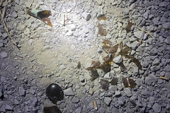 Hiện trường sau khi nhóm bảo vệ dự án điện gió tại tỉnh Sóc Trăng bị tấn công. (Nguồn: laodong.vn)