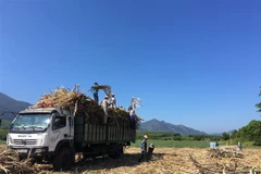 Sản xuất, chế biến mía đường có sự sụt giảm sâu từ khi Việt Nam xoá bỏ quy định về hạn ngạch và giảm thuế nhập khẩu đường xuống mức thấp 5% theo ATIGA, từ đầu năm 2020. (Ảnh: Nguyễn Thị Vân/TTXVN)