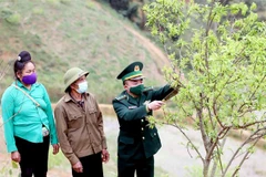 Gia đình ông Vì Văn Xốm, bản A La, xã Chiềng On (Sơn La) đã chuyển đổi sang trồng các loại vật nuôi, cây trồng có giá trị kinh tế cao hơn. (Ảnh: Quang Quyết/TTXVN)