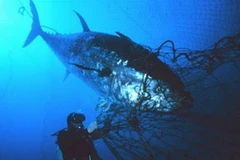 Ảnh chỉ mang tính minh họa. (Nguồn: Internet)