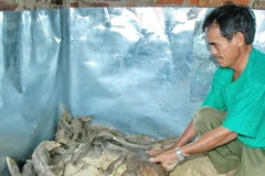 Một cơ sở nuôi kỳ đà. (Ảnh: TTXVN)