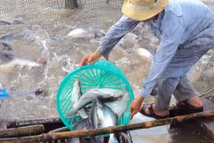 Thu hoạch cá tra tại khu vực nuôi thả của Công ty Nông sản Thực phẩm Trà Vinh thuộc Tổng công ty Lương thực miền Nam. (Ảnh: Đình Huệ/TTXVN)