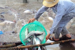 Thu hoạch cá tra tại khu vực nuôi thả của Công ty Nông sản Thực phẩm Trà Vinh thuộc Tổng công ty Lương thực miền Nam. (Ảnh: Đình Huệ/TTXVN)