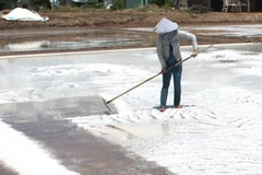 Diêm dân thu hoạch muối đầu vụ. (Ảnh: Huỳnh Sử/TTXVN)