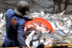 Thu hoạch cá tra nguyên liệu tại Hậu Giang. (Ảnh: Duy Khương/TTXVN)