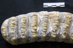 Răng voi hóa thạch tìm thấy ở hang Mã Tuyển. (Ảnh: baolaocai)