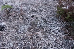 Sương muối phủ trắng Ý Tý. (Ảnh: Internet)