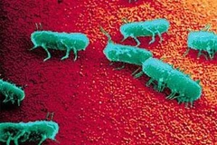 Vi khuẩn Salmonella. (Ảnh: Internet)