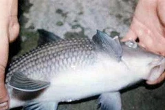 Cá anh vũ - một loại cá có nguy cơ tuyệt chủng. (Ảnh: Internet)