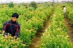 Ảnh chỉ mang tính minh họa. (Nguồn: Minh Đông/TTXVN)