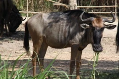 Một giống linh dương đầu bò. (Ảnh: Internet)