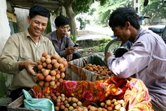 Các hộ gia đình đưa vải thiều đi tiêu thụ. (Ảnh: An Đăng/TTXVN)