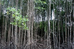 Rừng ngập mặn. (Ảnh: Lê Huy Hải/TTXVN)