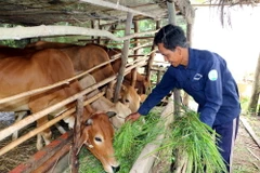 (Ảnh minh họa: Phạm Minh Tuấn/TTXVN)