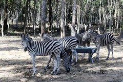 Ngựa vằn tại Vinpearl Safari. (Nguồn: Vinpearl Safari) 