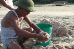 Người dân kéo ruốc tại bãi biển phường Quảng Thọ. (Ảnh: Đức Thọ/TTXVN) 