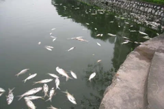 Ảnh minh họa. (Nguồn: TTXVN)