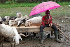 Một nam thanh niên bán cừu tại lễ hội Eid al-Adha. (Nguồn: Reuters)