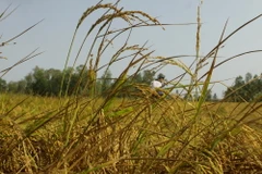 Lúa Đông Xuân trổ bông nhưng bị lép hạt do thiếu nước ngọt. (Ảnh: Duy Khương/TTXVN)