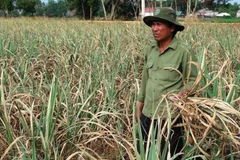 Nông dân trồng mía xót xa trước ruộng mía bị chết dần do thiếu nước tưới. (Ảnh: Thanh Tân/TTXVN)