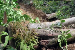 Cây bị chặt phá nằm ngổn ngang để chờ vận chuyển ra ngoài rừng. (Ảnh: Cao Nguyên/TTXVN) 