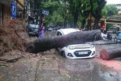 Cây đổ đè lên một chiếc xe ôtô trên đường Trần Thánh Tông, sáng 28/7. (Nguồn: PV/Vietnam+)