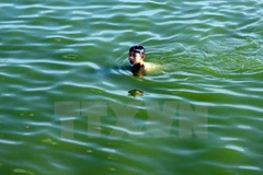 Nguy cơ đuối nước đối với trẻ em tắm sông không có áo phao là rất cao. (Ảnh minh họa: Quang Quyết/TTXVN)