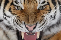 Ảnh minh họa. (Nguồn: Reuters)