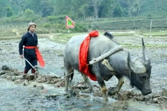 Lễ tịch điền (cày những đường cày đầu tiên trong Năm mới). (Ảnh: Lan Anh/TTXVN)