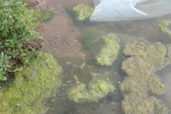 Tôm nuôi bị chết do dịch bệnh đốm trắng. (Ảnh: Xuân Tiến/TTXVN)