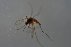 Virus Zika lây truyền qua muỗi Aedes aegypti.(Nguồn: AFP)