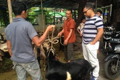 Chọn mua bò và dê chuẩn bị cho lễ hiến tế. (Ảnh: Đỗ Quyên/Vietnam+)