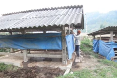 Người dân vùng núi che chắn chuồng trâu chống rét. (Ảnh: Nguyễn Trình/TTXVN) 