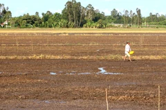 Hạn, mặn nghiêm trọng khiến nhiều đầm nuôi tôm công nghiệp ở Cà Mau bị bỏ hoang. (Ảnh: Kim Há/TTXVN)