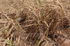 Mía chết vì hạn hán ở Cù Lao Dung, Sóc Trăng. (Ảnh: Trung Hiếu/TTXVN)