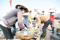 Các thương lái thu mua hải sản. (Ảnh: Thanh Thủy/TTXVN) 