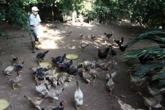 Nuôi gà móng. (Ảnh: Vũ Sinh/TTXVN)