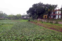 Mưa đá gây thiệt hại cho hoa màu. (Nguồn: TTXVN)