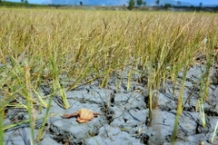 Cánh đồng lúa tại xã Ia Ka, huyện Chư Păh, chết khô vì thiếu nước. (Ảnh: Hoài Nam/TTXVN)