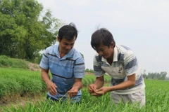 Nông dân tại một hợp tác xã rau an toàn. (Ảnh minh họa. Nguồn: TTXVN)