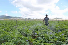 (Ảnh: Nguyễn Dũng/TTXVN)